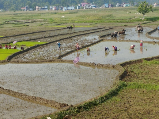देशभर ६८ प्रतिशत रोपाइँ
